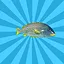Blackspotted Sweetlips icon