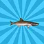 Cobia icon
