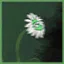 A Daisy Grew From My Grave icon