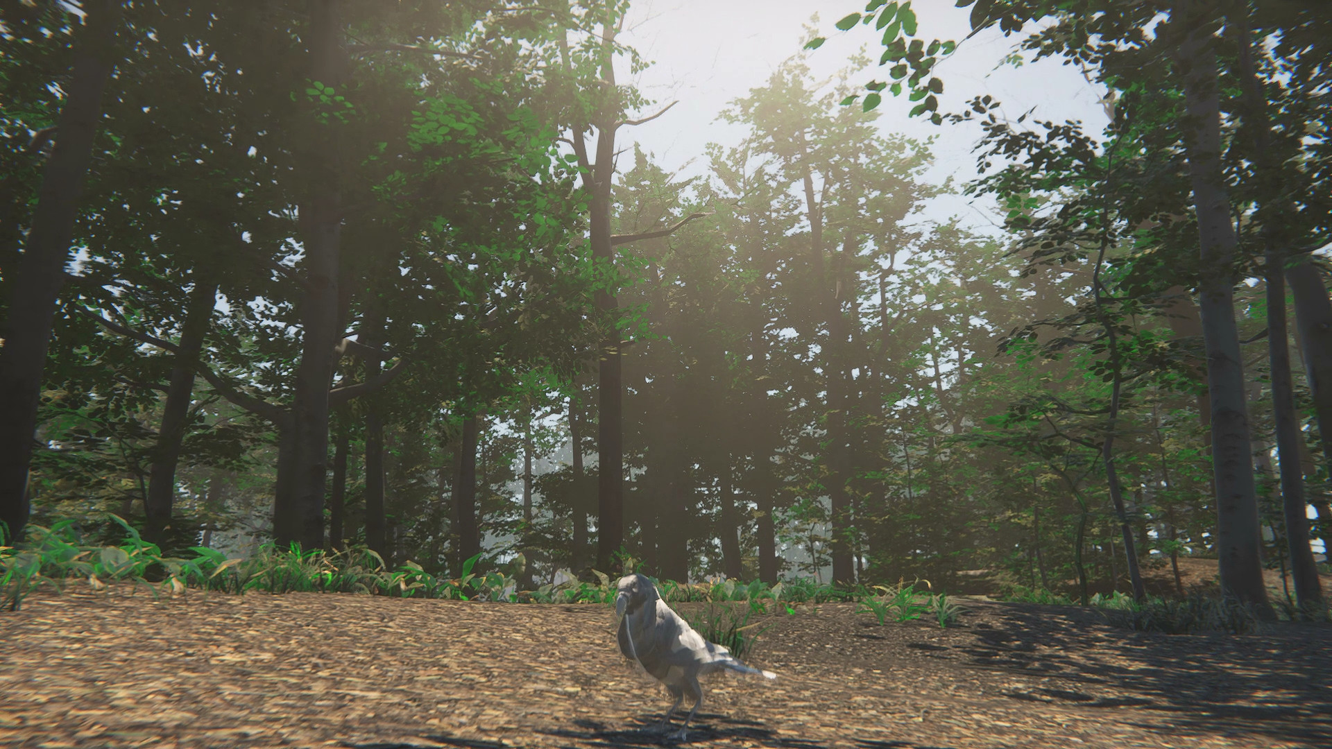 Bird Screenshot 2