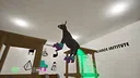 Donkey Fart Screenshot 2