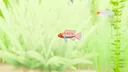 Fish Game - Indian Subcontinent Fish Pack 1 Screenshot 1