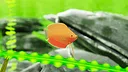Fish Game - Indian Subcontinent Fish Pack 1 Screenshot 2