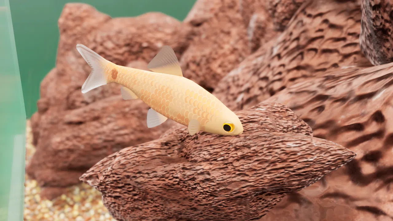 Fish Game - Indian Subcontinent Fish Pack 1 Screenshot 0