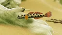 Fish Game - Indonesia Fish Pack 1 Screenshot 3