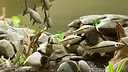 Fish Game - Indonesia Fish Pack 1 Screenshot 4