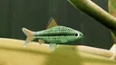 Fish Game - Indonesia Fish Pack 1 Screenshot 0