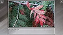 Super Jigsaw Puzzle: Generations - Forests Screenshot 13