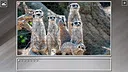 Super Jigsaw Puzzle: Generations - Random Animals 5 Screenshot 21