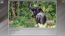 Super Jigsaw Puzzle: Generations - Random Animals 5 Screenshot 28