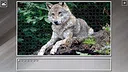 Super Jigsaw Puzzle: Generations - Random Animals 5 Screenshot 29