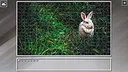 Super Jigsaw Puzzle: Generations - Random Animals 5 Screenshot 5