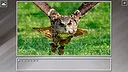 Super Jigsaw Puzzle: Generations - Random Animals 5 Screenshot 23