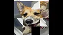 hgmGame-dog Screenshot 1