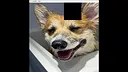 hgmGame-dog Screenshot 4