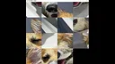 hgmGame-dog Screenshot 0