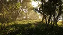 Calming Forest Screenshot 1