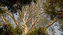 Calming Forest Screenshot 2