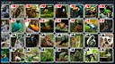 Free Solitaire - Nature Screenshot 12