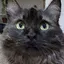 Kittycat icon