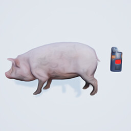 Unlucky pig