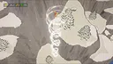 Isle of trees Screenshot 6