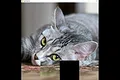 hgmGame-cat Screenshot 0