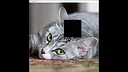hgmGame-cat Screenshot 4
