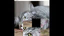 hgmGame-cat Screenshot 3