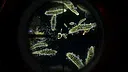 Scientist Simulator Screenshot 7