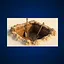 Fort Congaree I archaeology icon