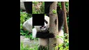 hgmGame-panda Screenshot 0
