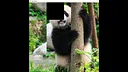 hgmGame-panda Screenshot 1