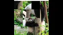 hgmGame-panda Screenshot 4