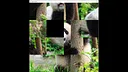 hgmGame-panda Screenshot 3