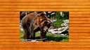 Bear vs. Wolf Jigsaw Puzzle Screenshot 3