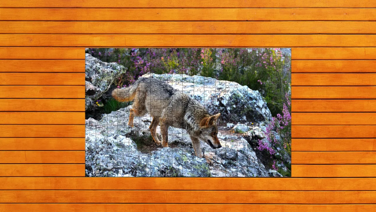 Bear vs. Wolf Jigsaw Puzzle Screenshot 5