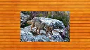 Bear vs. Wolf Jigsaw Puzzle Screenshot 5