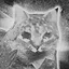 Spin to Win icon