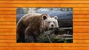 Bear vs. Wolf Jigsaw Puzzle - Expansion Pack 1 Screenshot 0