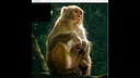 hgmGame-monkey Screenshot 1