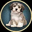 Animal Friend icon