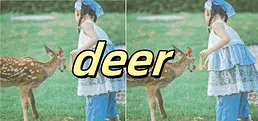 deer