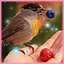 HOW TO TAME A BIRD icon