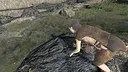 Skara Screenshot 2