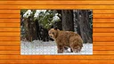 Bear vs. Wolf Jigsaw Puzzle - Expansion Pack 5 Screenshot 0