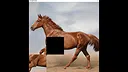 hgmGame-horse Screenshot 3
