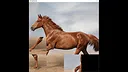 hgmGame-horse Screenshot 2