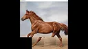 hgmGame-horse Screenshot 4