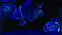 Behind Glass: Aquarium Simulator - Round Tank and Jellyfish Pack Screenshot 1
